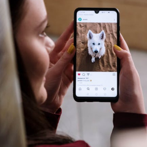 pet company paid social media