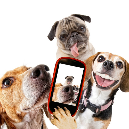 dogs taking selfie